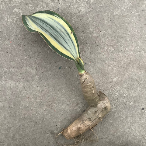 sansevieria masoniana f variegata Sansevieria masoniana f. white variegata – Serres Lavoie