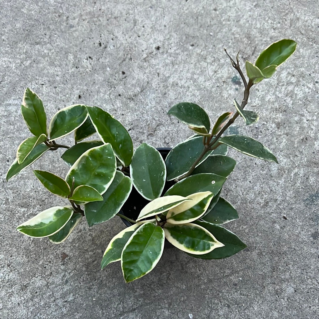 Hoya carnosa cv. Krimson Queen