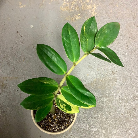 Zamioculcas zamiifolia f. variegata