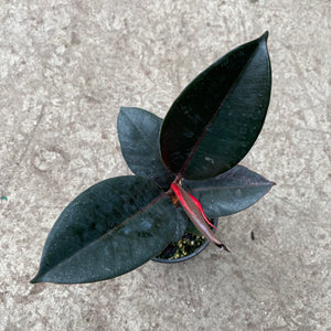 Open image in slideshow, Ficus elastica 'Burgundy'
