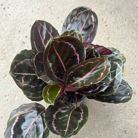 Calathea roseopicta