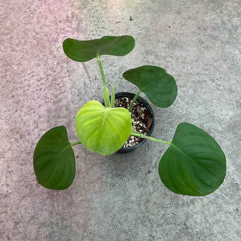 philodendron eximium Philodendron eximium 'MM 14' – Serres Lavoie