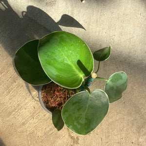 Open image in slideshow, Philodendron rugosum
