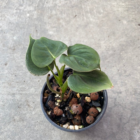 Philodendron lupinum