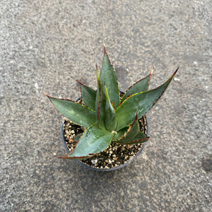 Open image in slideshow, Agave cv. Blue Glow
