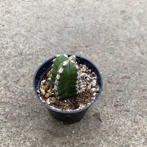 Euphorbia makallensis 
