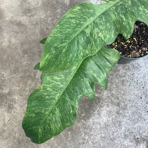 lime fiddle philodendron Philodendron lime fiddle – Serres Lavoie