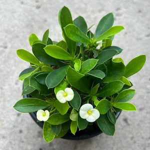 Euphorbia milii 'Helena'