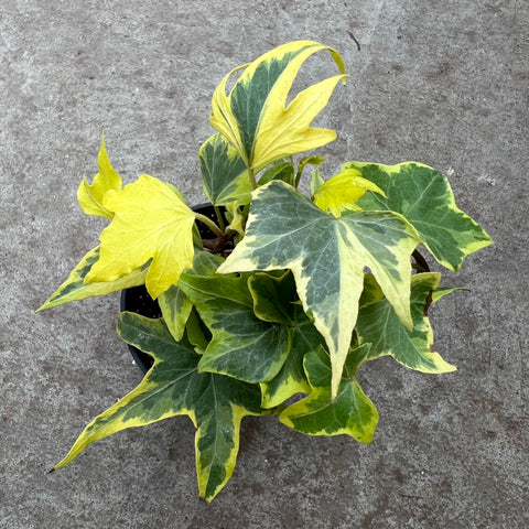 Hedera helix 'Yellow Ripple'