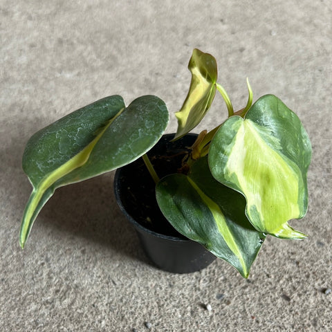 cream splash philodendron for sale Philodendron hederaceum 'Cream splash' – Serres Lavoie