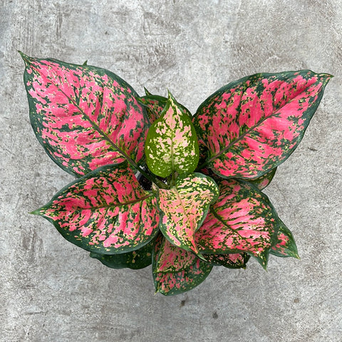 aglaonema red valentine for sale Aglaonema 'Red Valentine' | Tropical