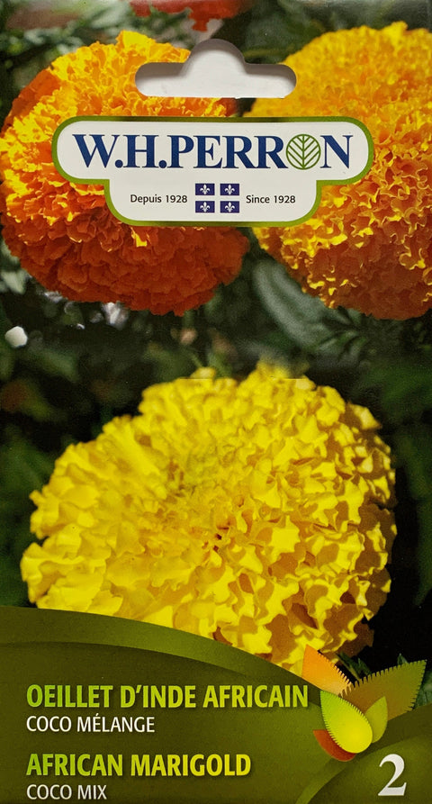 African carnation seeds Coco mix