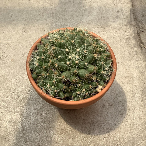 Dolichotele Sphaerica Cactus