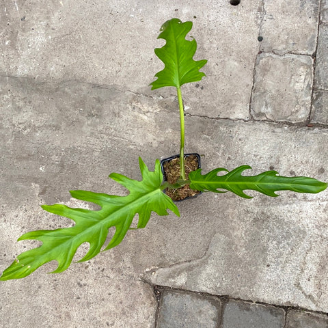 philodendron elegans Philodendron elegans – Serres Lavoie