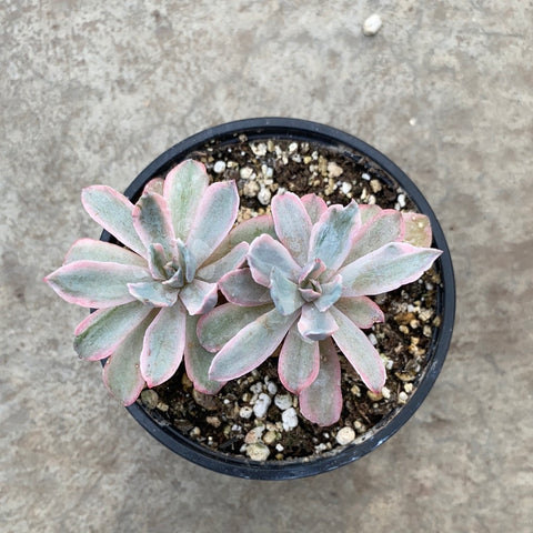 Echeveria 'Holwayi'