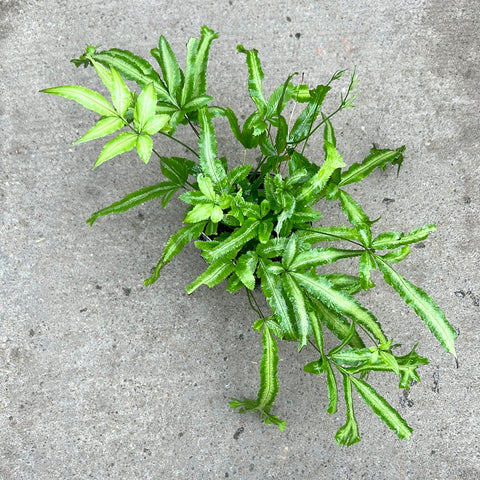 Pteris cretica 'Mayii'