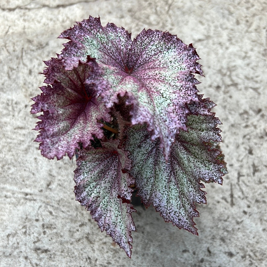 Begonia rex 'Purple Spec