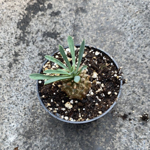 Euphorbia Cockelbur