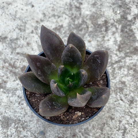affinis succulent Echeveria affinis | Succulents