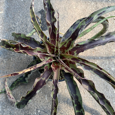 Manfreda undulata 'Mint chocolate chip'