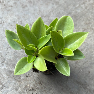 Open image in slideshow, Peperomia orbea 'Pixie Lime
