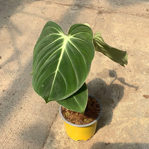 Open image in slideshow, Philodendron gloriosum
