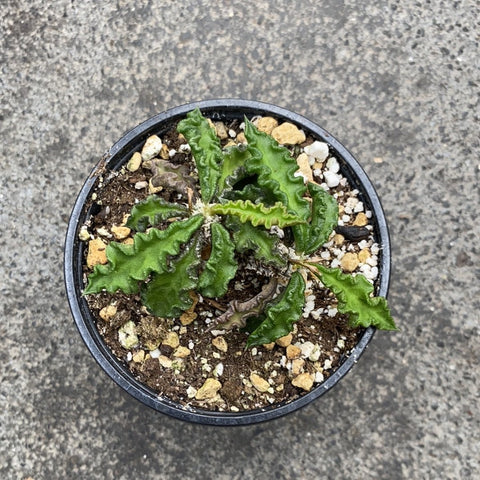 Euphorbia Decaryi 3.5 Inches