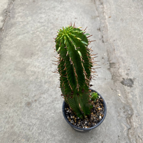 Euphorbia fimbriata lunga