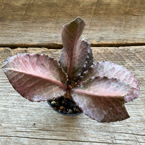 Euphorbia francoisii hybrid
