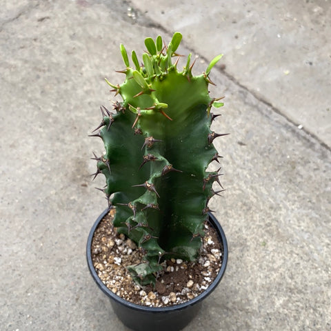 Euphorbia eritrea