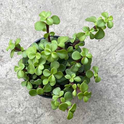 portulacaria afra pet safe Portulacaria afra – Serres Lavoie