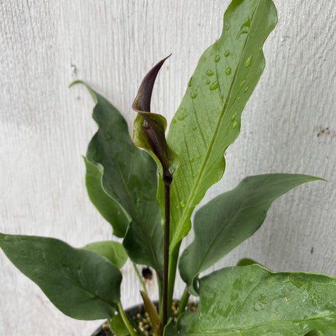 anthurium big red bird care Anthurium Anthurium 'Big red bird' | Tropical