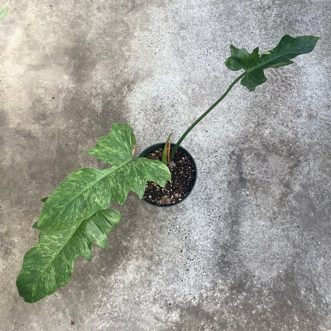 fiddle lime philodendron Philodendron lime fiddle – Serres Lavoie