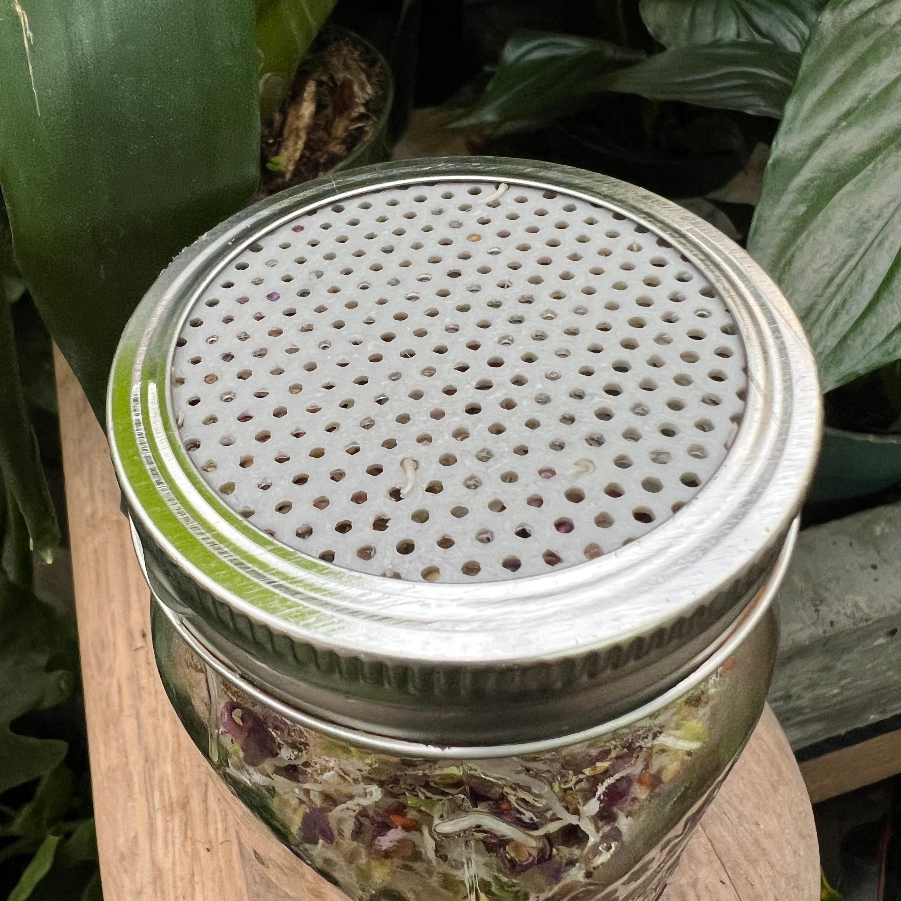 Sprouting lid for Masson pot