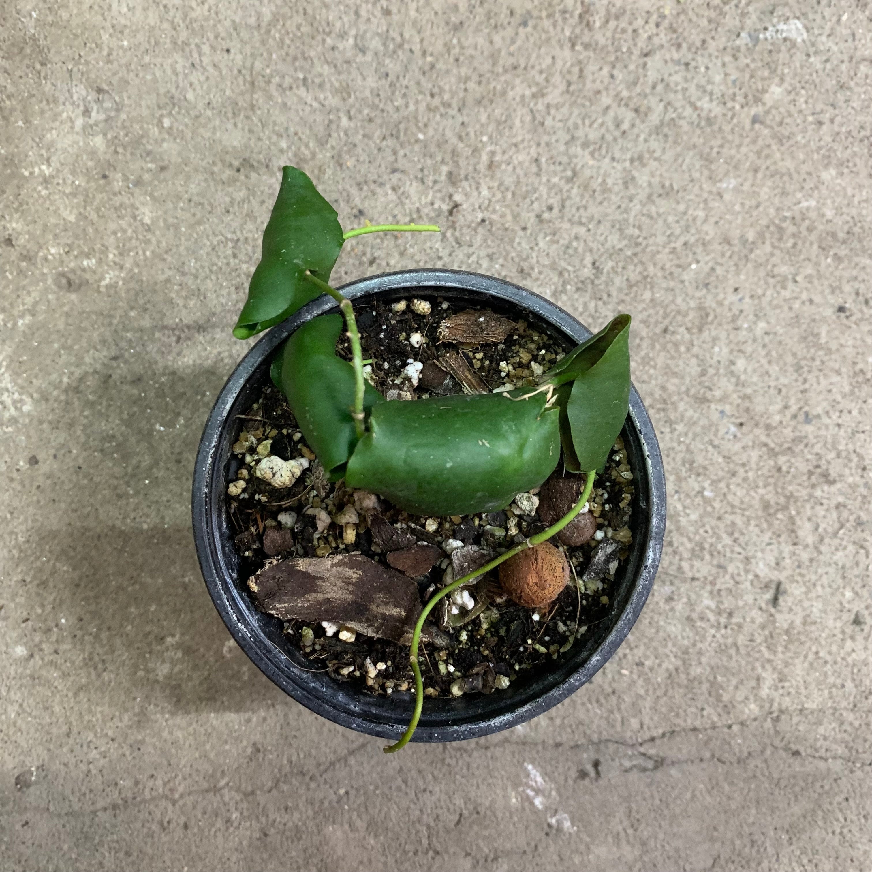 Hoya imbricata green