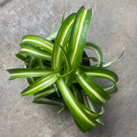 stolon chlorophytum Chlorophytum laxum 'Bonnie' – Serres Lavoie