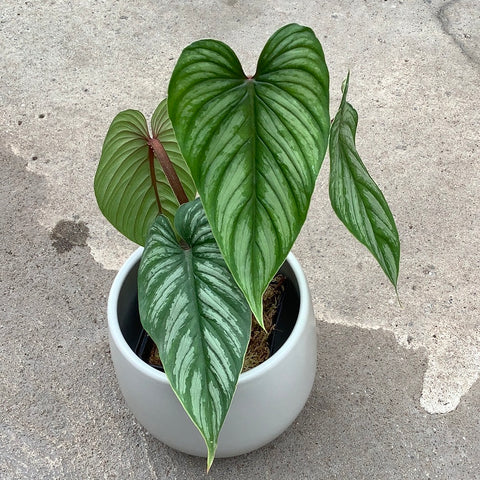 philodendron mamei aff Philodendron mamei 'Silver Cloud' – Serres Lavoie