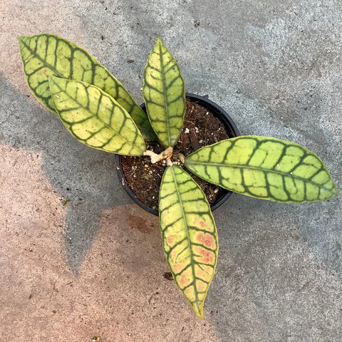 Hoya callistophylla 