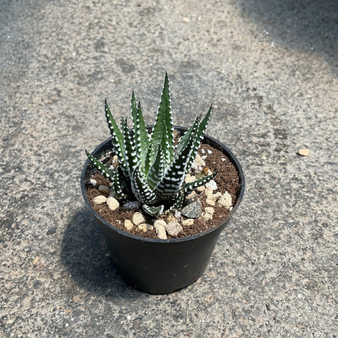 big band succulent Haworthia fasciata 'Big band' | Succulents