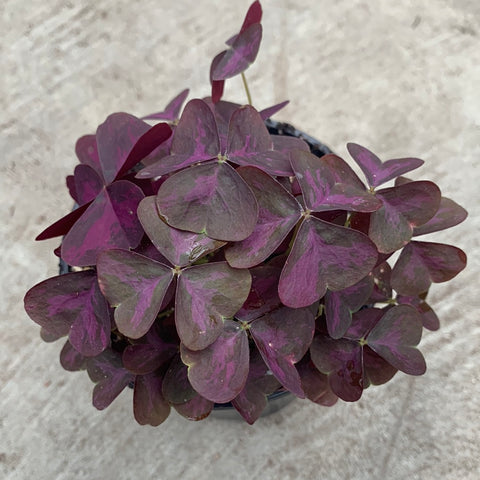 Oxalis 'Charmed Wine'