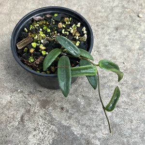 Hoya lyi small leaves