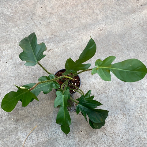 philodendron squamiferum price Philodendron squamiferum – Serres Lavoie