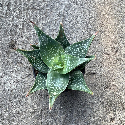 Aloe 'Deltoideodonta'