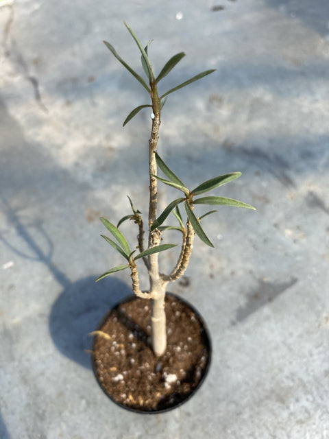 Euphorbia Balsamifera