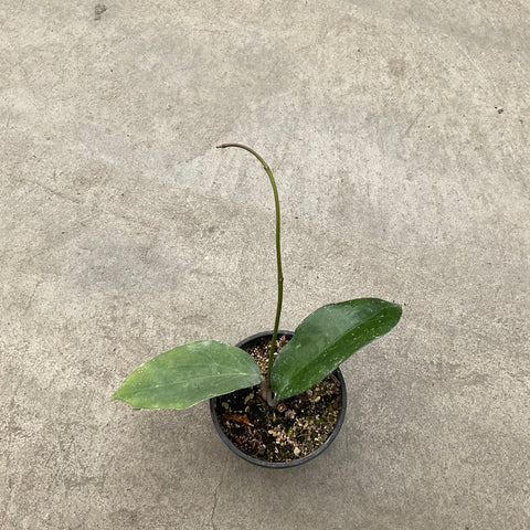 Hoya cinnamomifolia purpureofusca 