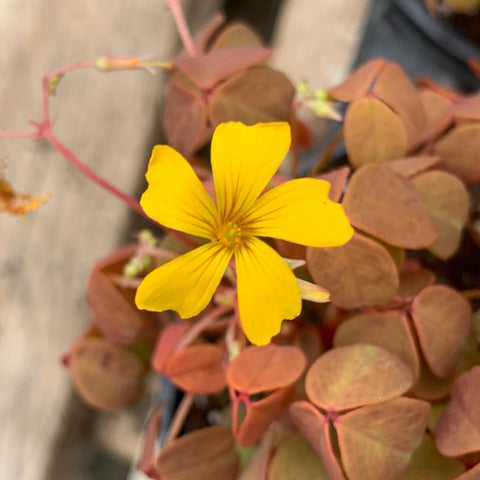 Oxalis spiralis 'Aurea'