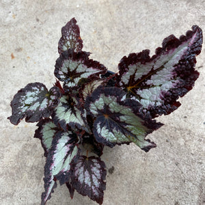 Open image in slideshow, Begonia rex Jurrassic Dino 'Silver point
