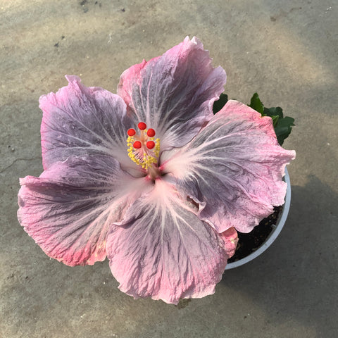 Hibiscus rosa-sinensis 'Magic Crystal' 