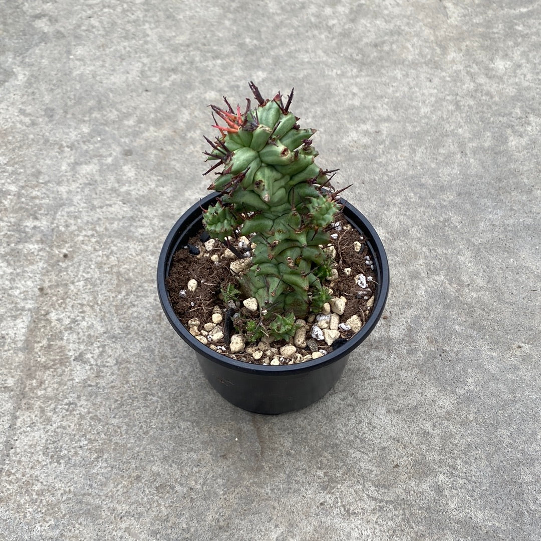 Euphorbia horrida cv. Kikko