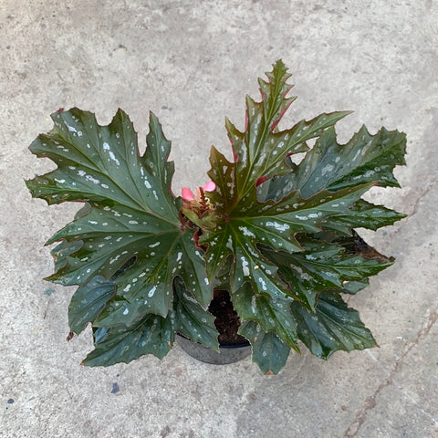 Begonia 'Argenteo-guttata'.